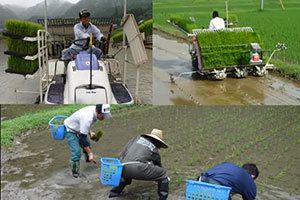 田植え風景