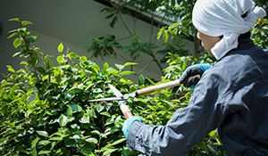 植物を切る男性