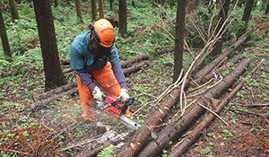 チェーンソーで木を切る男性